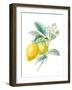 Floursack Lemon II on White-Danhui Nai-Framed Art Print