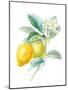 Floursack Lemon II on White-Danhui Nai-Mounted Art Print