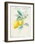 Floursack Lemon II v2-Danhui Nai-Framed Art Print