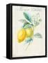 Floursack Lemon II v2-Danhui Nai-Framed Stretched Canvas