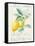 Floursack Lemon II-Danhui Nai-Framed Stretched Canvas