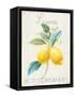 Floursack Lemon III-Danhui Nai-Framed Stretched Canvas