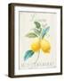 Floursack Lemon III-Danhui Nai-Framed Art Print