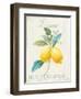 Floursack Lemon III-Danhui Nai-Framed Art Print