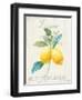 Floursack Lemon III-Danhui Nai-Framed Art Print