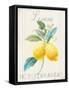 Floursack Lemon III-Danhui Nai-Framed Stretched Canvas