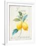 Floursack Lemon III-Danhui Nai-Framed Art Print