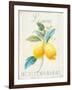 Floursack Lemon III-Danhui Nai-Framed Art Print