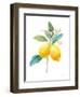 Floursack Lemon IV on White-Danhui Nai-Framed Art Print