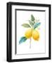 Floursack Lemon IV on White-Danhui Nai-Framed Art Print