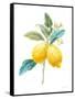 Floursack Lemon IV on White-Danhui Nai-Framed Stretched Canvas