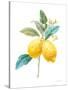 Floursack Lemon IV on White-Danhui Nai-Stretched Canvas