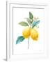 Floursack Lemon IV on White-Danhui Nai-Framed Art Print