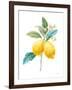 Floursack Lemon IV on White-Danhui Nai-Framed Art Print