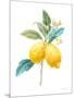 Floursack Lemon IV on White-Danhui Nai-Mounted Art Print