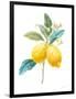 Floursack Lemon IV on White-Danhui Nai-Framed Art Print