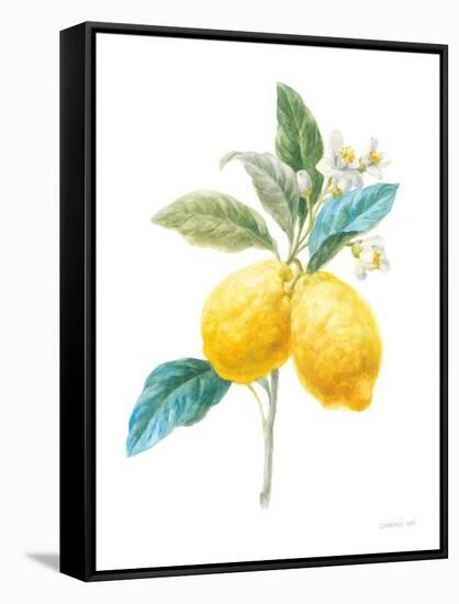 Floursack Lemon IV on White-Danhui Nai-Framed Stretched Canvas