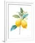 Floursack Lemon IV on White-Danhui Nai-Framed Art Print
