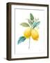 Floursack Lemon IV on White-Danhui Nai-Framed Art Print