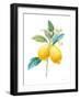 Floursack Lemon IV on White-Danhui Nai-Framed Art Print