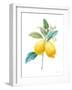 Floursack Lemon IV on White-Danhui Nai-Framed Art Print