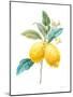 Floursack Lemon IV on White-Danhui Nai-Mounted Art Print