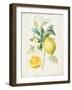 Floursack Lemon IV v2-Danhui Nai-Framed Art Print