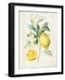 Floursack Lemon IV v2-Danhui Nai-Framed Art Print