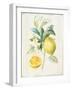 Floursack Lemon IV v2-Danhui Nai-Framed Art Print