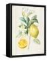Floursack Lemon IV v2-Danhui Nai-Framed Stretched Canvas
