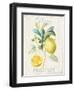 Floursack Lemon IV-Danhui Nai-Framed Art Print
