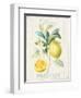 Floursack Lemon IV-Danhui Nai-Framed Art Print