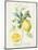 Floursack Lemon IV-Danhui Nai-Mounted Art Print