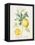 Floursack Lemon IV-Danhui Nai-Framed Stretched Canvas