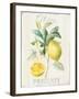 Floursack Lemon IV-Danhui Nai-Framed Art Print