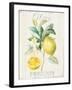 Floursack Lemon IV-Danhui Nai-Framed Art Print