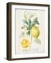 Floursack Lemon IV-Danhui Nai-Framed Art Print