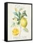 Floursack Lemon IV-Danhui Nai-Framed Stretched Canvas