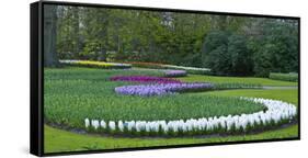 Flowebed Wiht Hyacinths, Keukenhof Gardens, Lisse, Holland-Anna Miller-Framed Stretched Canvas