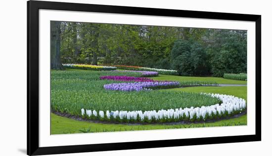 Flowebed Wiht Hyacinths, Keukenhof Gardens, Lisse, Holland-Anna Miller-Framed Photographic Print