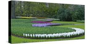 Flowebed Wiht Hyacinths, Keukenhof Gardens, Lisse, Holland-Anna Miller-Stretched Canvas