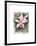 Flower 01-Maria Trad-Framed Giclee Print