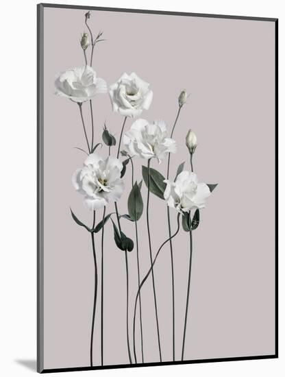 Flower 1-Design Fabrikken-Mounted Photographic Print