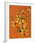 Flower, 2007,-Penny Warden-Framed Giclee Print