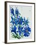 Flower, 2007,-Penny Warden-Framed Giclee Print