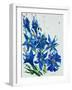 Flower, 2007,-Penny Warden-Framed Giclee Print