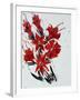 Flower, 2010,-Penny Warden-Framed Giclee Print