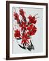 Flower, 2010,-Penny Warden-Framed Giclee Print