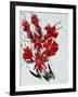 Flower, 2010,-Penny Warden-Framed Giclee Print