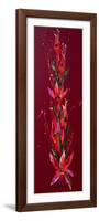 Flower, 2011,-Penny Warden-Framed Giclee Print